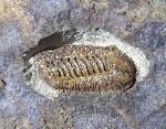 Acastoides poschmanni BASSE & MLLER 2016 - Bild © FossNet FossilienStore